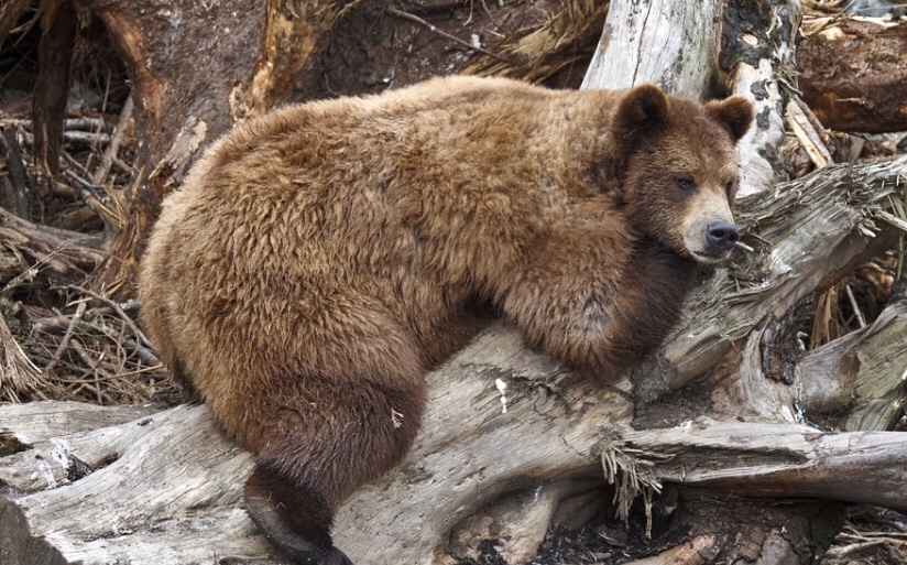 I wish I were a bear
